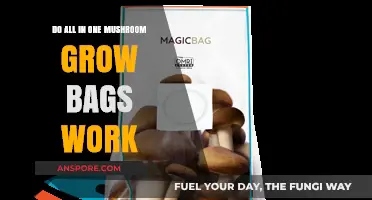 Do All-in-One Mushroom Grow Bags Deliver Results? A Comprehensive Review