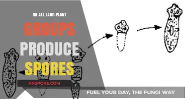 Do All Land Plant Groups Produce Spores? Exploring Plant Reproduction