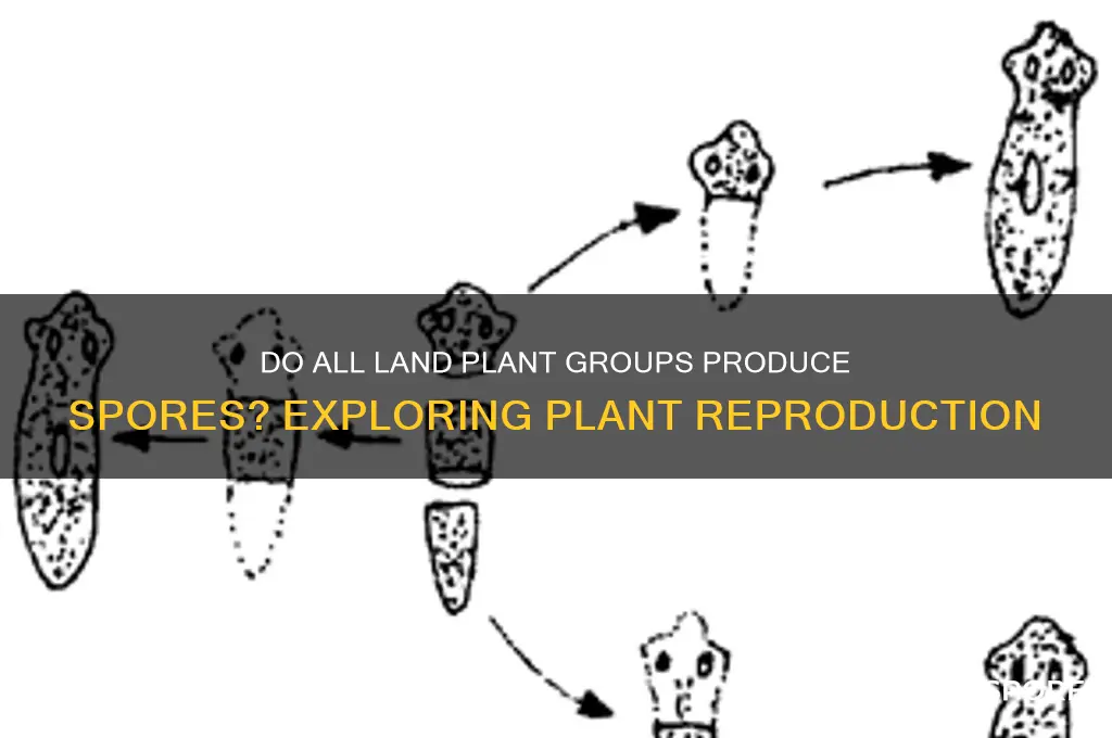 do all land plant groups produce spores
