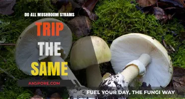 Do All Mushroom Strains Trip the Same? Exploring Psychedelic Differences