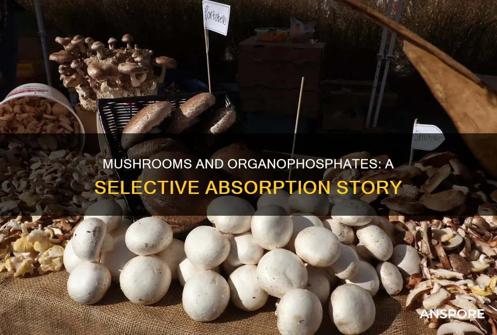 do all mushrooms absorb organophosphates