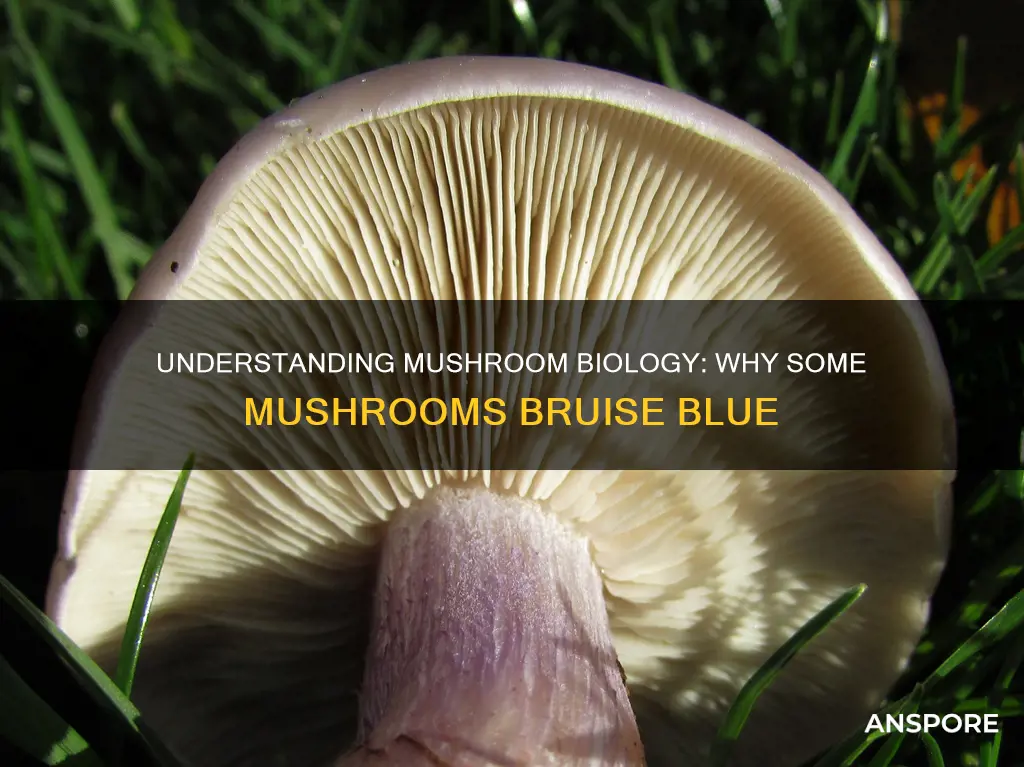 do all mushrooms bruise blue