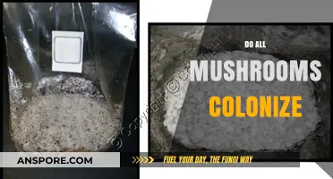 The Intriguing World of Mushroom Colonization