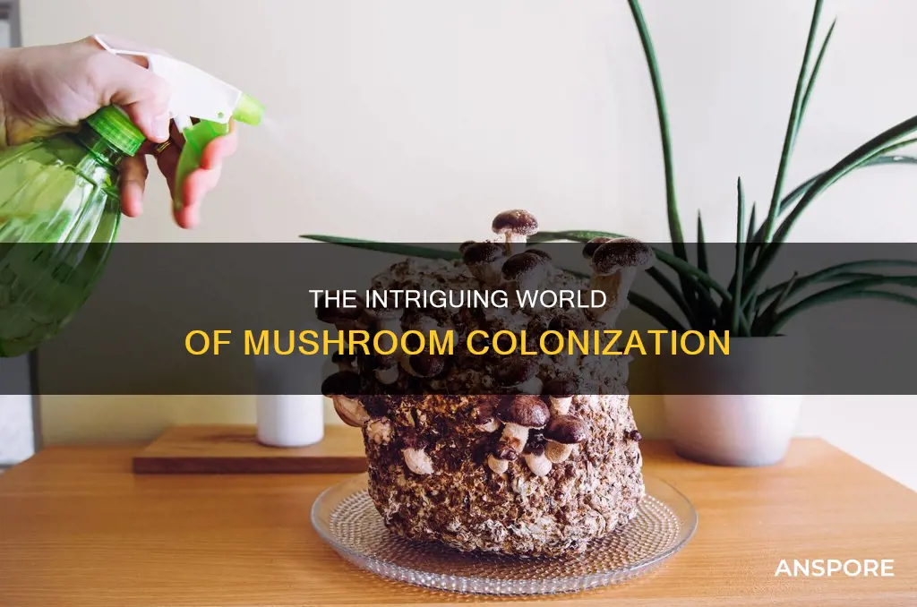 do all mushrooms colonize