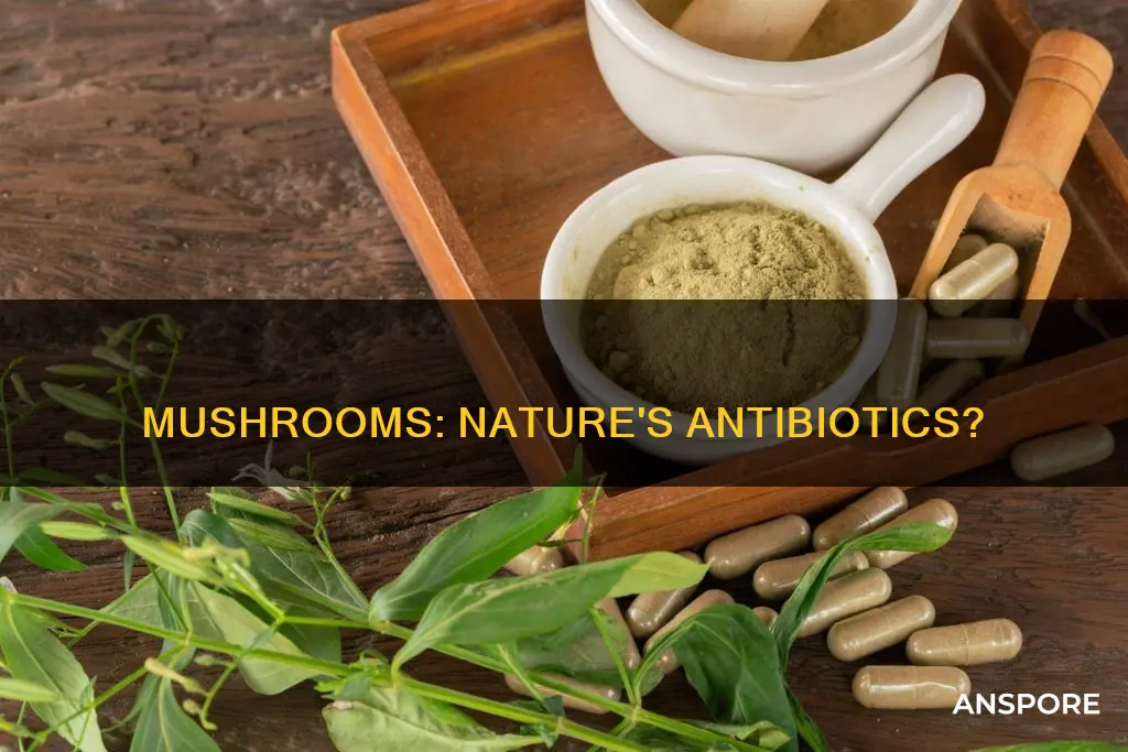 do all mushrooms contain antibiotics