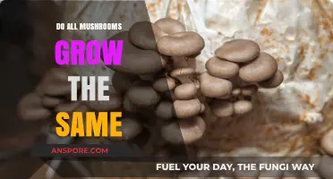 Do All Mushrooms Grow Alike? Exploring Varied Fungal Growth Patterns