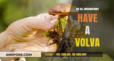Do All Mushrooms Have a Volva? Unveiling Fungal Structures