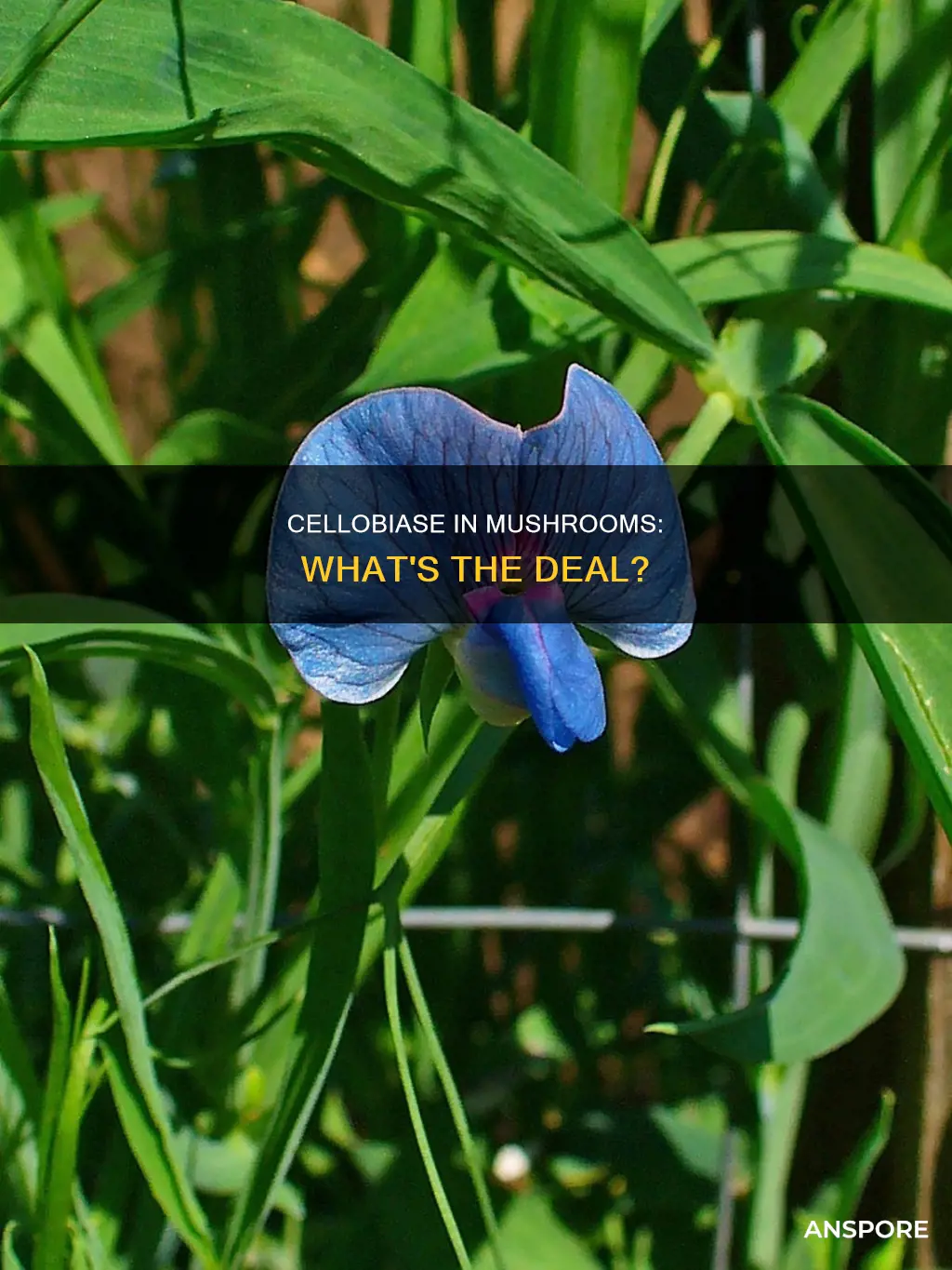 do all mushrooms have cellobiase