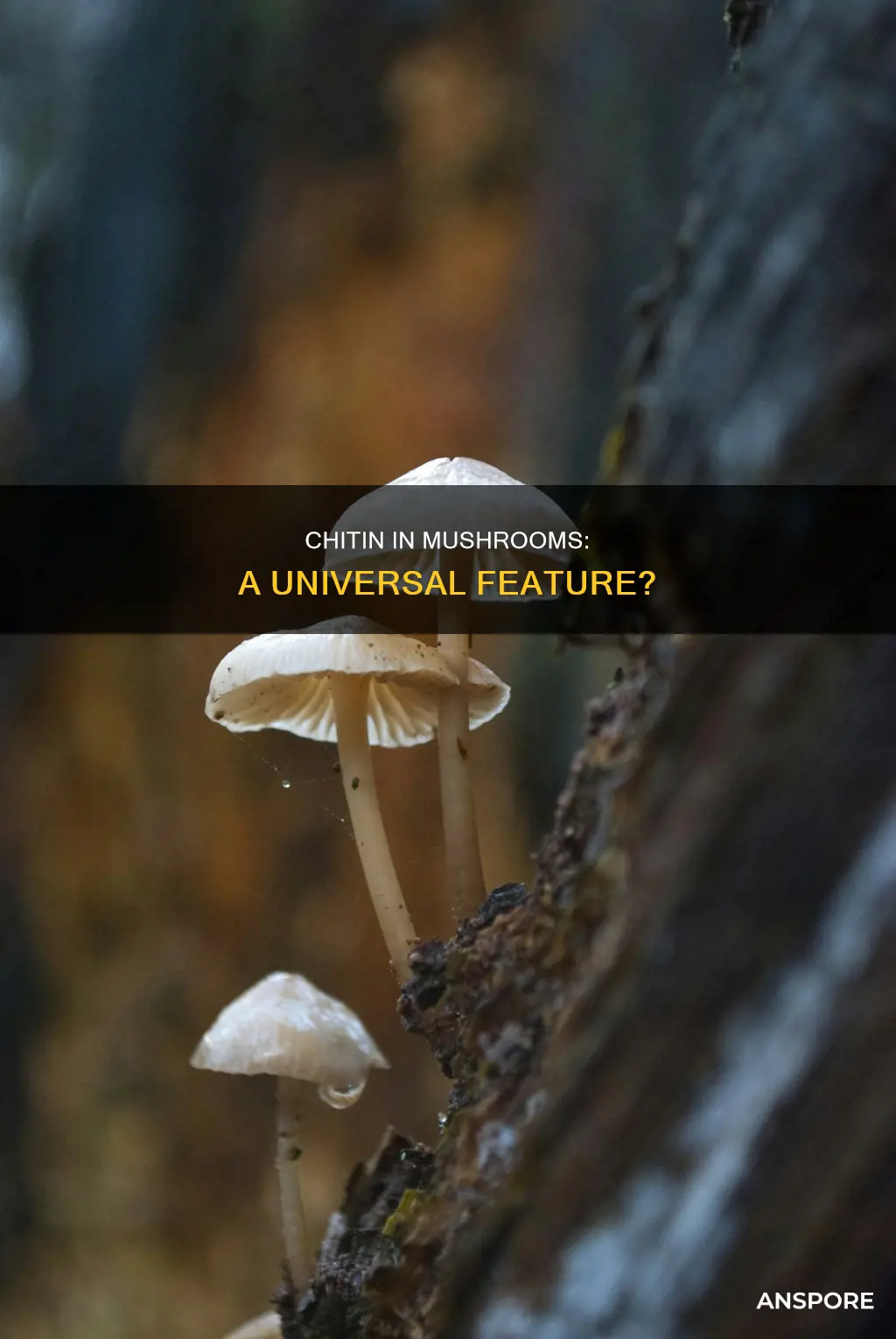 do all mushrooms have chitin