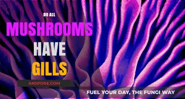 Mushroom Gills: Are They Universal?