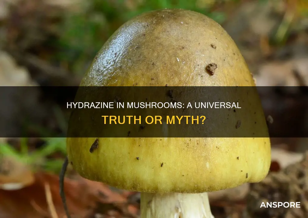 do all mushrooms have hydrazine