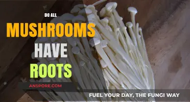 Mushrooms: Do They All Have Roots?
