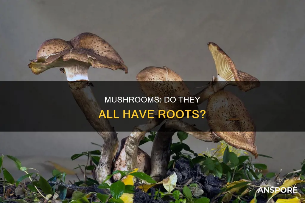 do all mushrooms have roots
