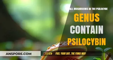 Psilocybe Genus Mushrooms: Do They All Contain Psilocybin?