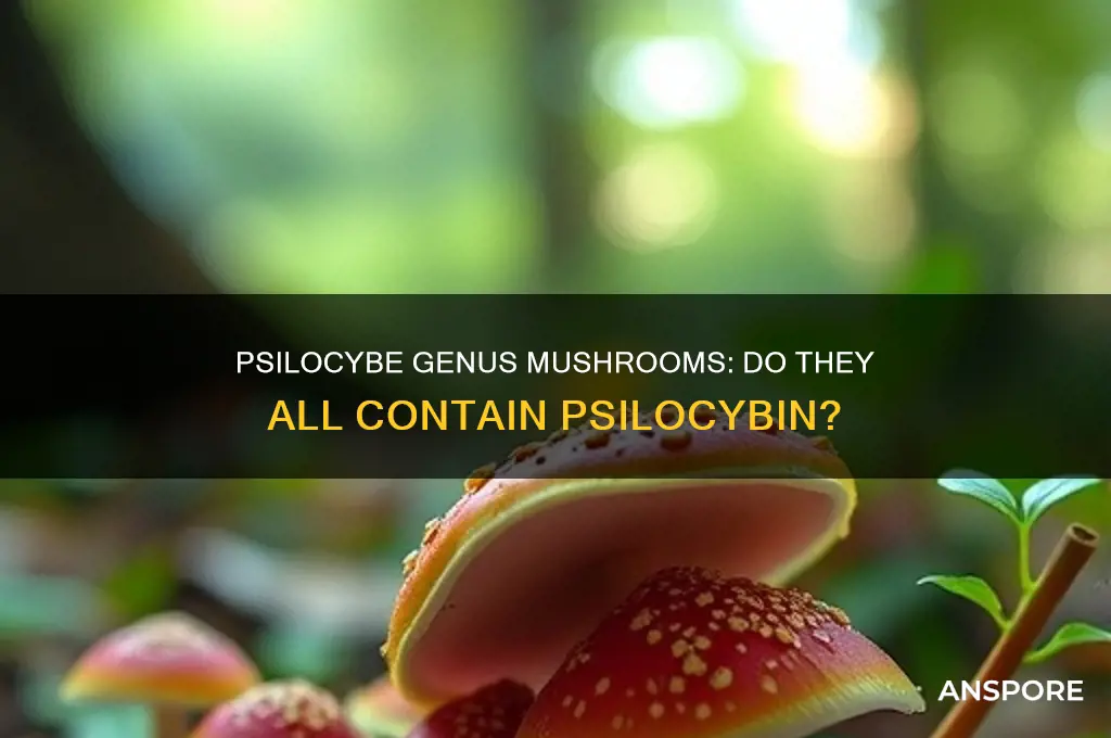 do all mushrooms in the psilocybe genus contain psilocybin