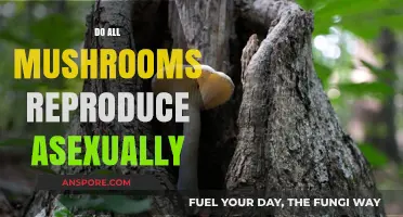 Mushrooms' Intriguing Asexual Reproduction: How and Why?