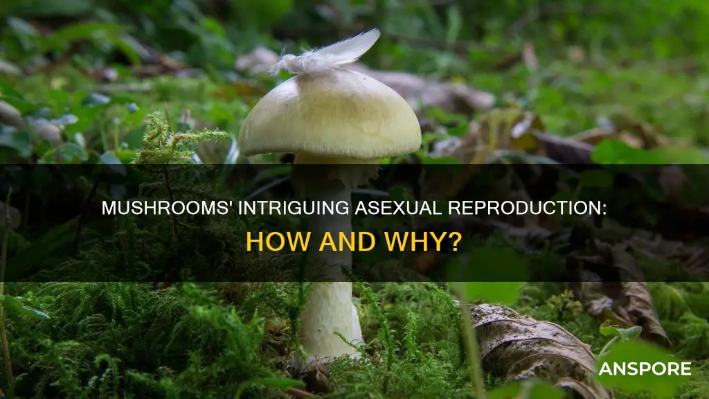 do all mushrooms reproduce asexually