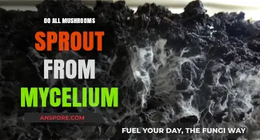 Do All Mushrooms Sprout from Mycelium? Unveiling Fungal Growth Secrets