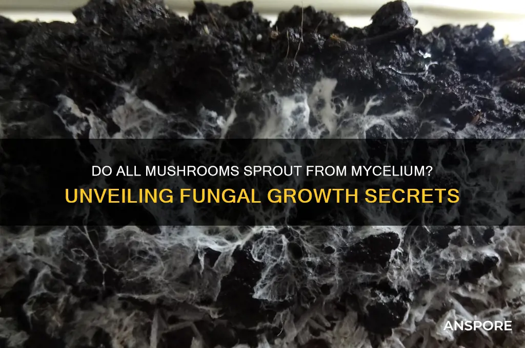 do all mushrooms sprout from mycelium