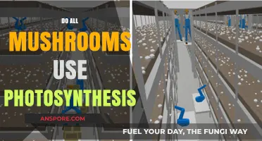 Do Mushrooms Photosynthesize? Unveiling Their Unique Energy-Harvesting Secrets