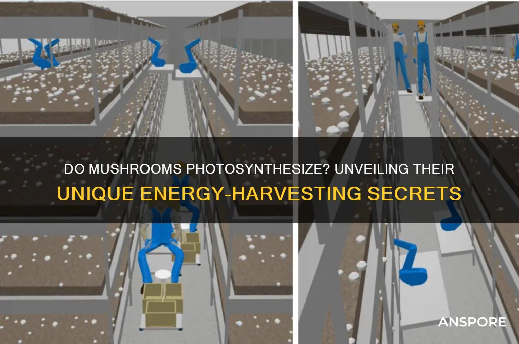 do all mushrooms use photosynthesis