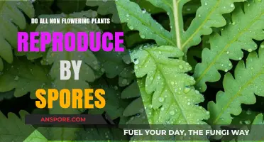 Do All Non-Flowering Plants Reproduce by Spores? Unveiling the Truth