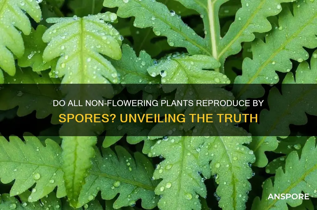 do all non flowering plants reproduce by spores