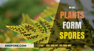 Do All Plants Form Spores? Unveiling the Truth About Plant Reproduction
