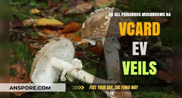 Do All Poisonous Mushrooms Have Veils? Unveiling the Truth