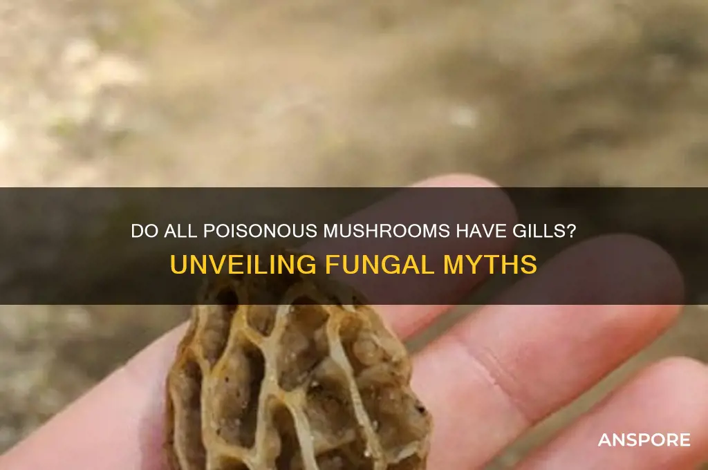 do all poisonous mushrooms have gills