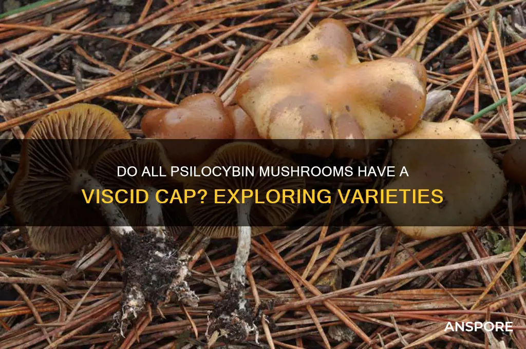 do all psilocibin mushrooms have a viscid cap
