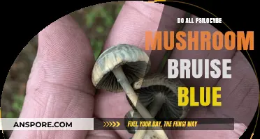 Do All Psilocybe Mushrooms Bruise Blue? Unveiling the Truth