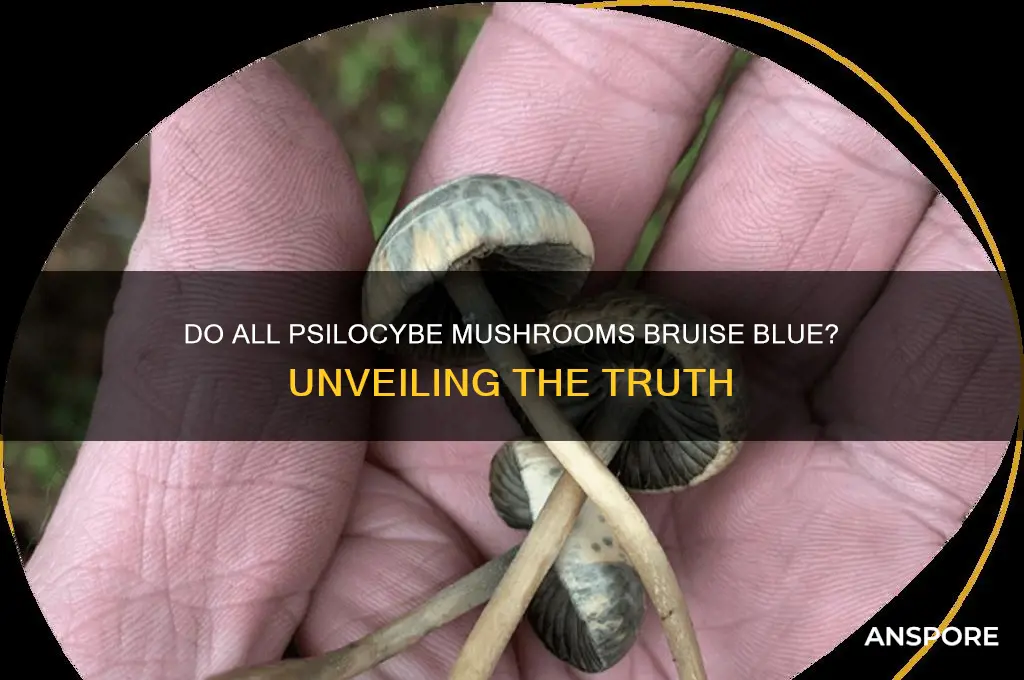 do all psilocybe mushrooms bruise blue