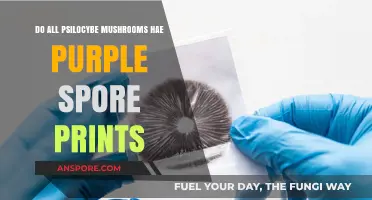 Do All Psilocybe Mushrooms Have Purple Spore Prints?