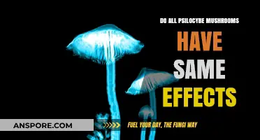 Do All Psilocybe Mushrooms Have the Same Effects?