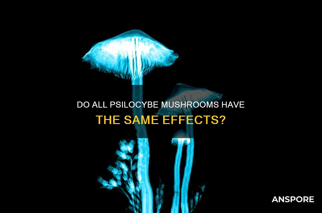 do all psilocybe mushrooms have same effects