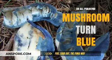 Do All Psilocybe Mushrooms Turn Blue? Unveiling the Truth