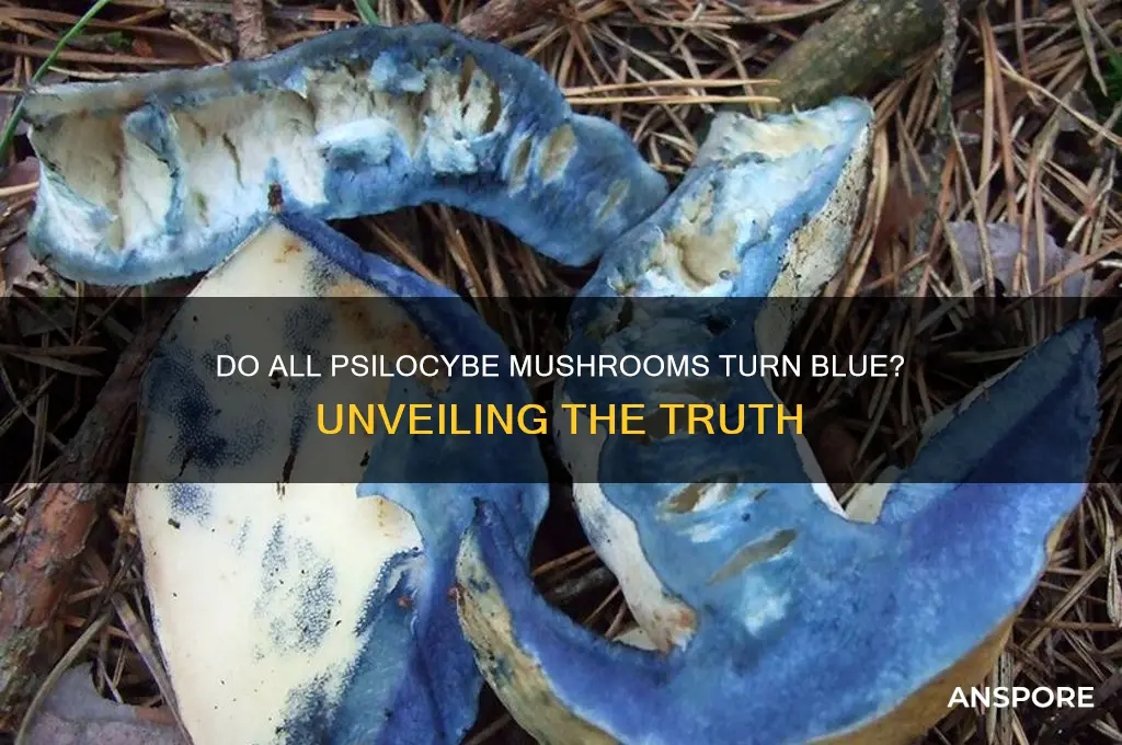 do all psilocybe mushrooms turn blue