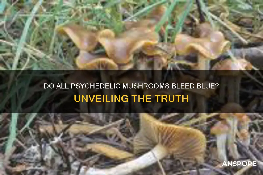 do all psychedelic mushrooms bleed blue