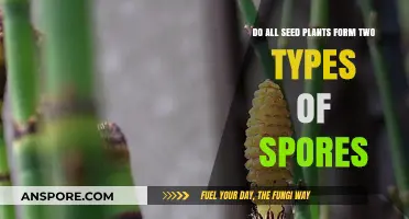Exploring Seed Plants: Do All Species Produce Two Spore Types?