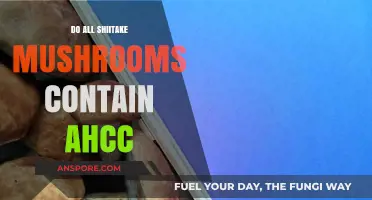 Do All Shiitake Mushrooms Contain AHCC? Unveiling the Truth