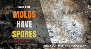 Do All Slime Molds Produce Spores? Unraveling the Mystery