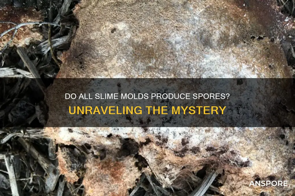 do all slime molds have spores