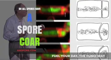 Exploring Spore Diversity: Do All Spores Possess a Spore Coat?