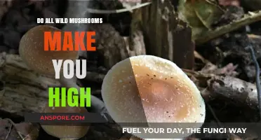 Do All Wild Mushrooms Make You High? Unveiling the Truth