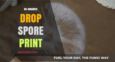 Amanita Spore Prints: Unveiling the Mystery of Their Drop Patterns