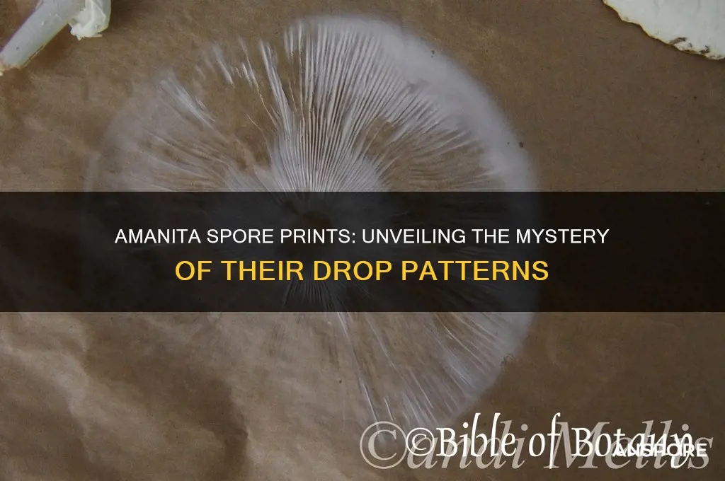 do amanita drop spore print