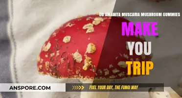 Amanita Muscaria Mushroom Gummies: Do They Induce Psychedelic Trips?