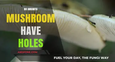 Amanita Mushrooms: Do They Have Holes?