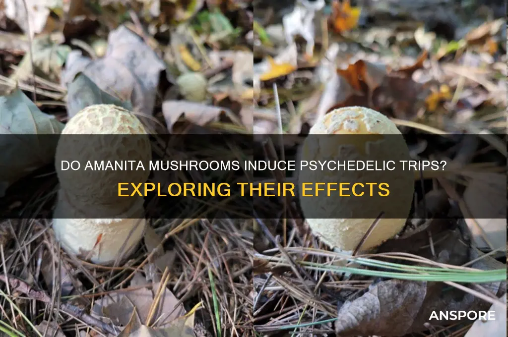 do amanita mushrooms make you trip
